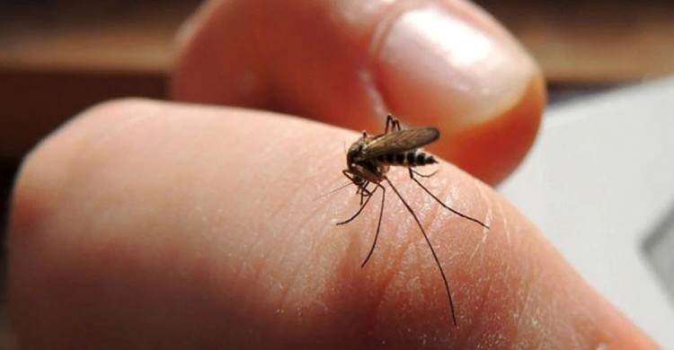 দেশে ডেঙ্গু পরিস্থিতি স্থিতিশীল: গত ২৪ ঘণ্টায় কোনো মৃত্যু নেই, হাসপাতালে ভর্তি ২৬৩ জন