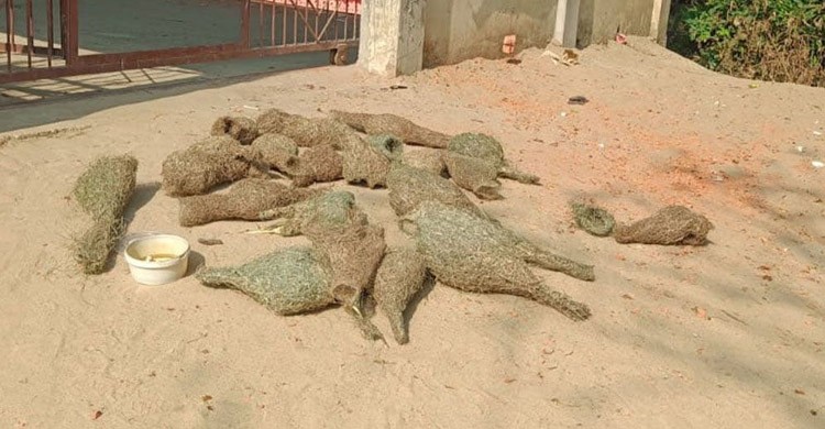 ধান খাওয়ায় মেরে ফেলা হলো বাবুই পাখির ২৯ বাচ্চা, অত:পর...