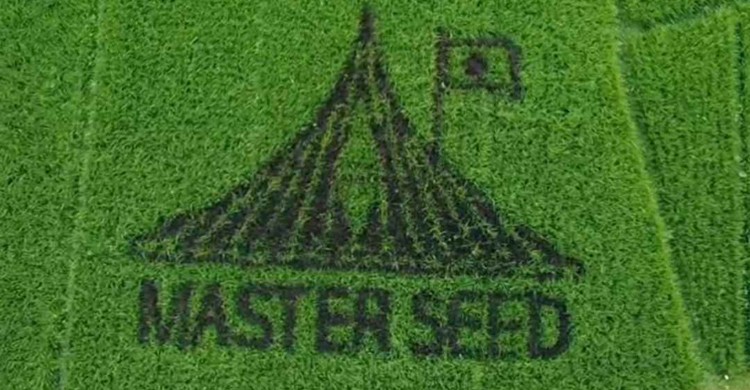 ধানের সবুজ ক্যানভাসে উলিপুরে শিক্ষক জাফর সাদিকের শৈল্পিক স্মৃতিসৌধ