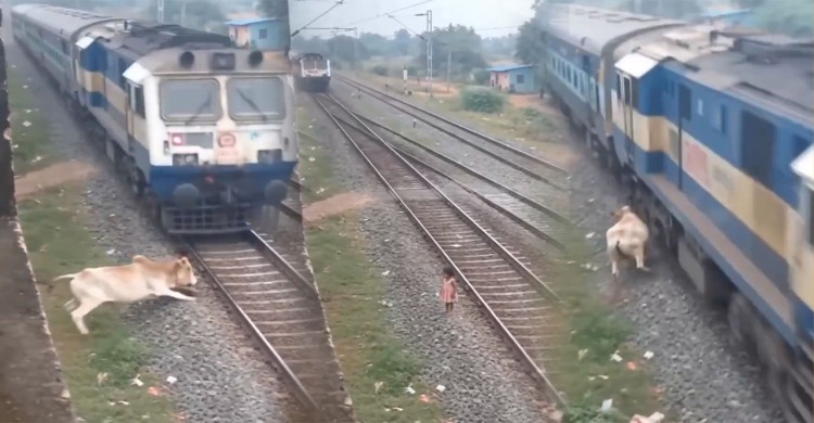 দ্রুতগতির ট্রেনের সামনে থেকে শিশুকে ‘বাঁচাল’ গরু, আবেগ ছুঁলেও বাস্তবতা ভিন্ন!