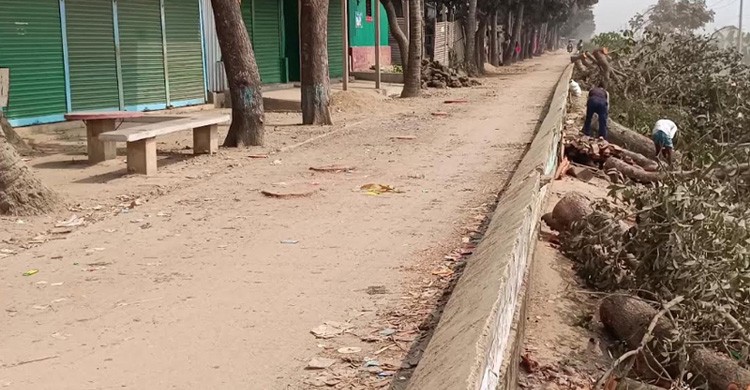 বিএনপি নেতার গাড়ি প্রবেশে প্রতিবন্ধকতা, কাটা হয়েছে বেড়ি বাঁধের ২০টি গাছ