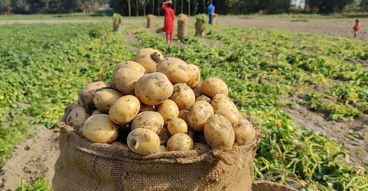 লোকসান সত্ত্বেও আলু চাষে ফিরছেন উত্তরবঙ্গের কৃষকরা