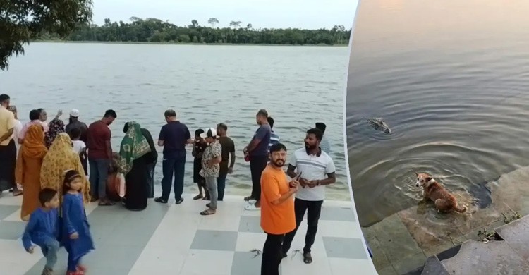 দিঘির ঘাটে কুমিরের মুখে কুকুর, ভাইরাল ভিডিও নিয়ে যা জানাল প্রত্যক্ষদর্শীরা
