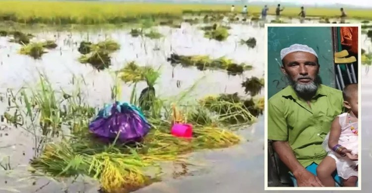 হাওড়ে ধান পানিতে তলিয়ে গেছে দেখে জমিতেই কৃষকের মৃত্যু