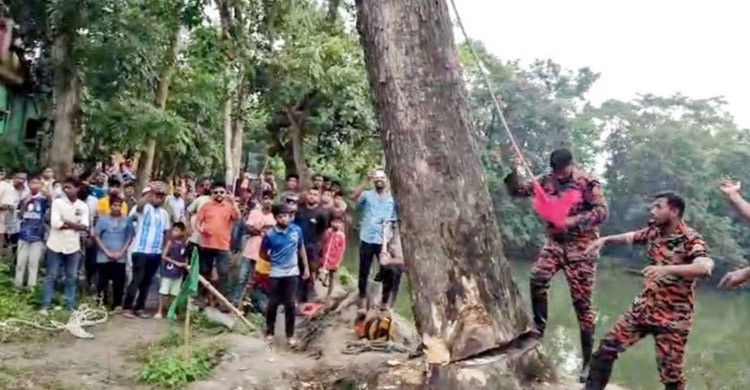 মাজার বানানোর চেষ্টা, উপড়ে পড়ে আবার ‌‌‘উঠে দাঁড়ানো’ সেই গাছ কাটলো প্রশাসন